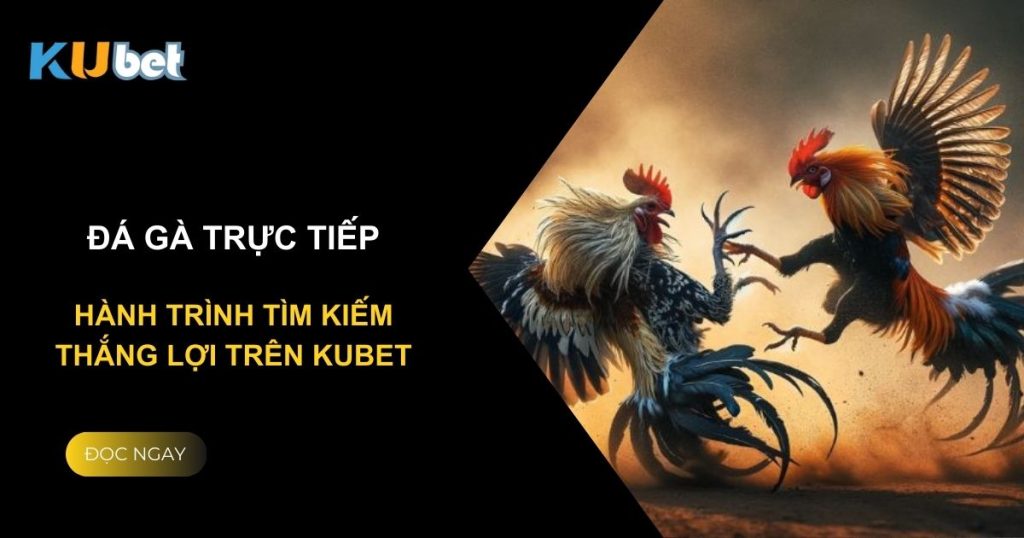 Đá gà trực tiếp: Hành trình tìm kiếm thắng lợi trên Kubet