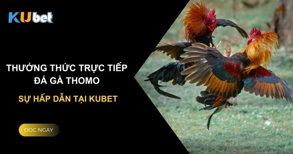 Thưởng thức trực tiếp đá gà Thomo - Sự hấp dẫn tại Kubet