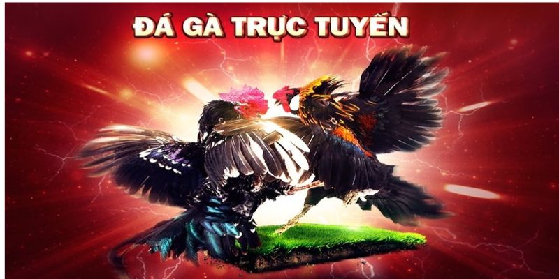 Quản lý vốn hiệu quả khi xem đá gà